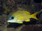 Blueline Snapper – Lutjanus quinquelineatus - Fish