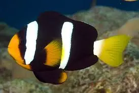 Clarks Clown; Black; Captive Bred – Amphiprion clarki - Fish