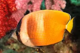 Kleins Butterflyfish Fiji Chaetodon kleinii