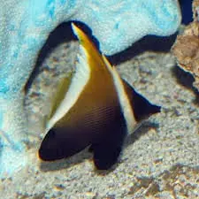 Brown and White Heniochus Heniochus chrysostomus - Fish