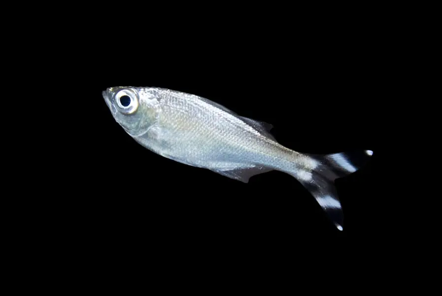 Barred Flagtail – Kuhlia mugil - Fish