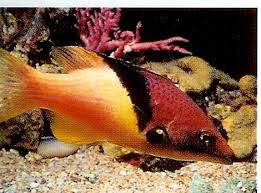 Eclipse Hogfish – Bodianus mesothorax