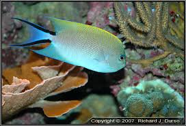 Japanese Swallow Angelfish; Female Genicanthus melanospilos