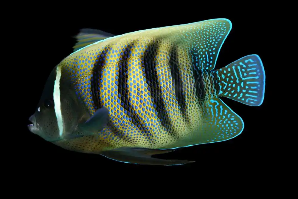 Six Bar Angelfish; Adult - Pomacanthus sexstriatus