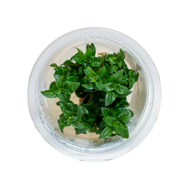 Staurogyne repens - Maintenance & Accessories