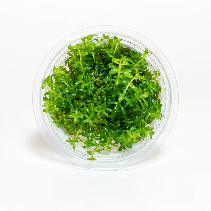 Rotala rotundifolia ‘Green’ - Maintenance & Accessories