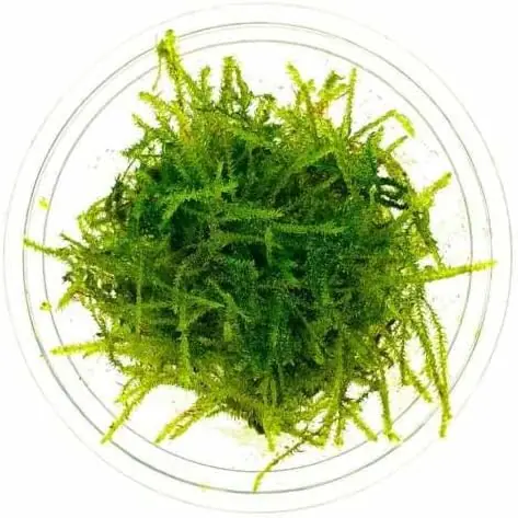 Vesicularia dubyana - Maintenance & Accessories