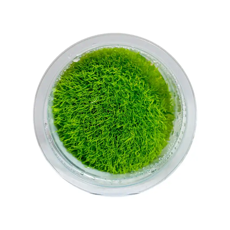 Utricularia graminifolia - Maintenance & Accessories