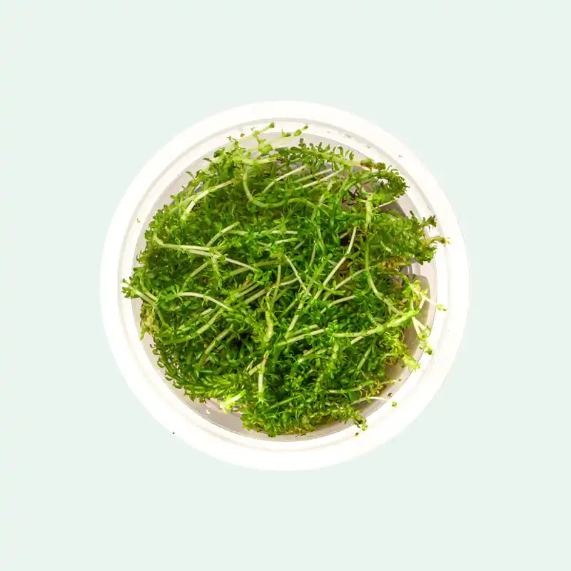 Rotala sp ‘Banlgladesh’ - Maintenance & Accessories