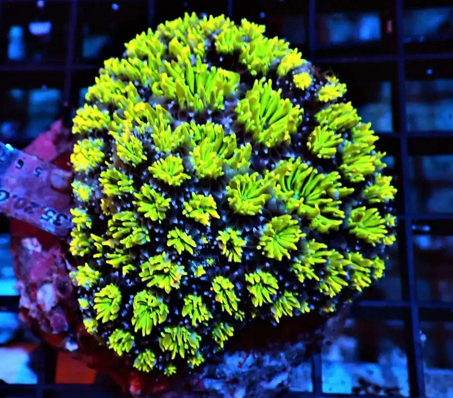 Galaxea Coral; Metallic; Cult. – Galaxea fascicularis - Corals