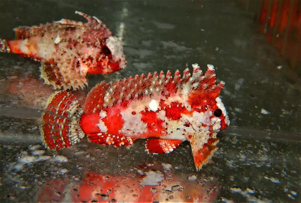 Pygmy Waspfish; Red – Paracentropogon zonatus