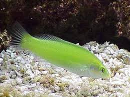Green Coris Wrasse Halichoeres chloropterus - Fish