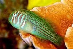 Green War Paint Clown Goby Gobiodon histrio - Fish