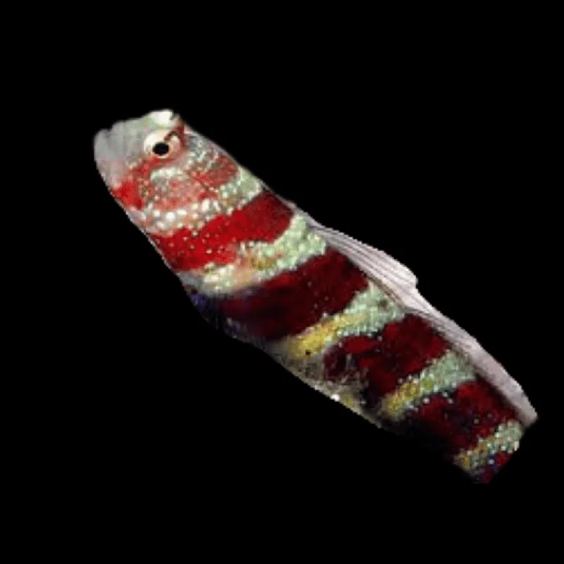 Bumblebee Wheeleri Goby Amblyeleotris wheeleri - Fish