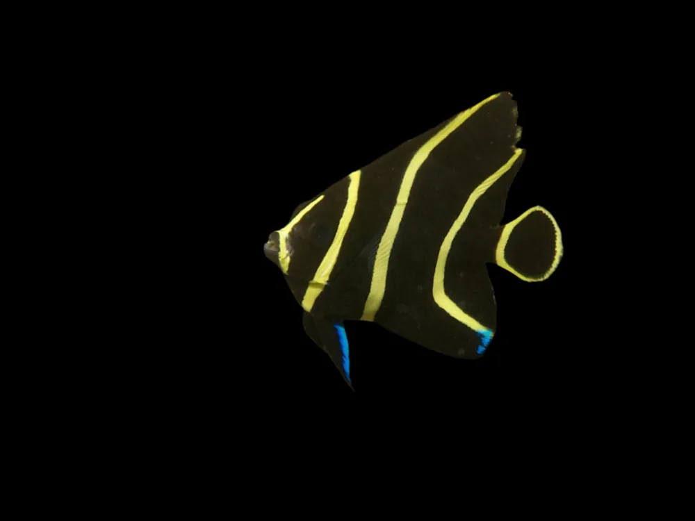 French Angel; Juv; Atl. – Pomacanthus paru - Fish