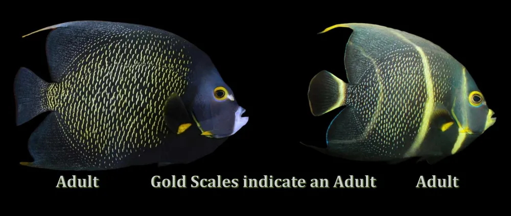 French Angelfish Atlantic Pomacanthus paru