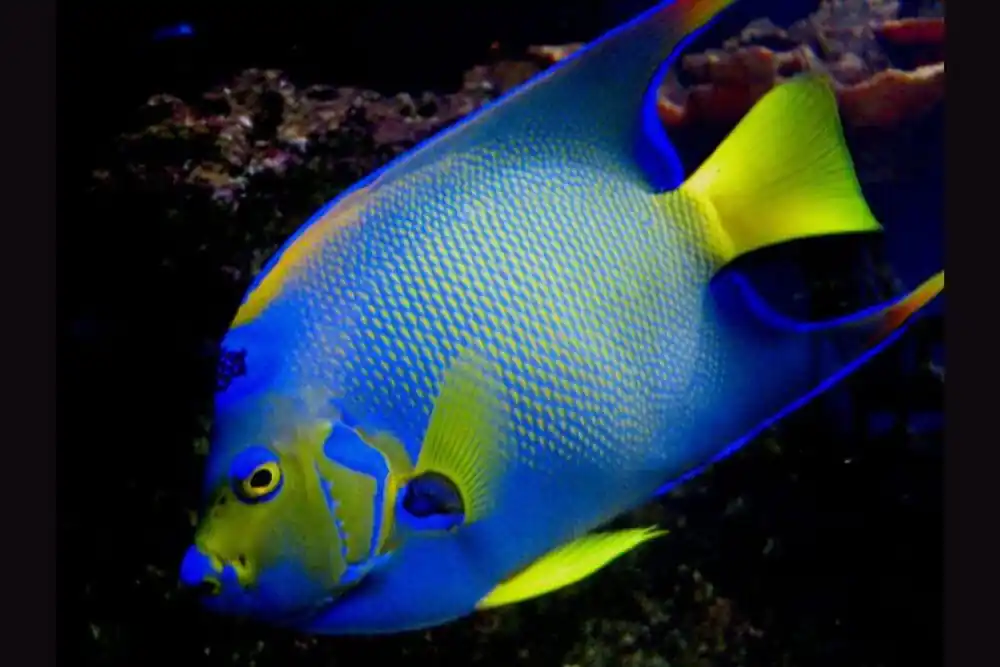 Queen Angelfish; Atl. - Holacanthus ciliaris