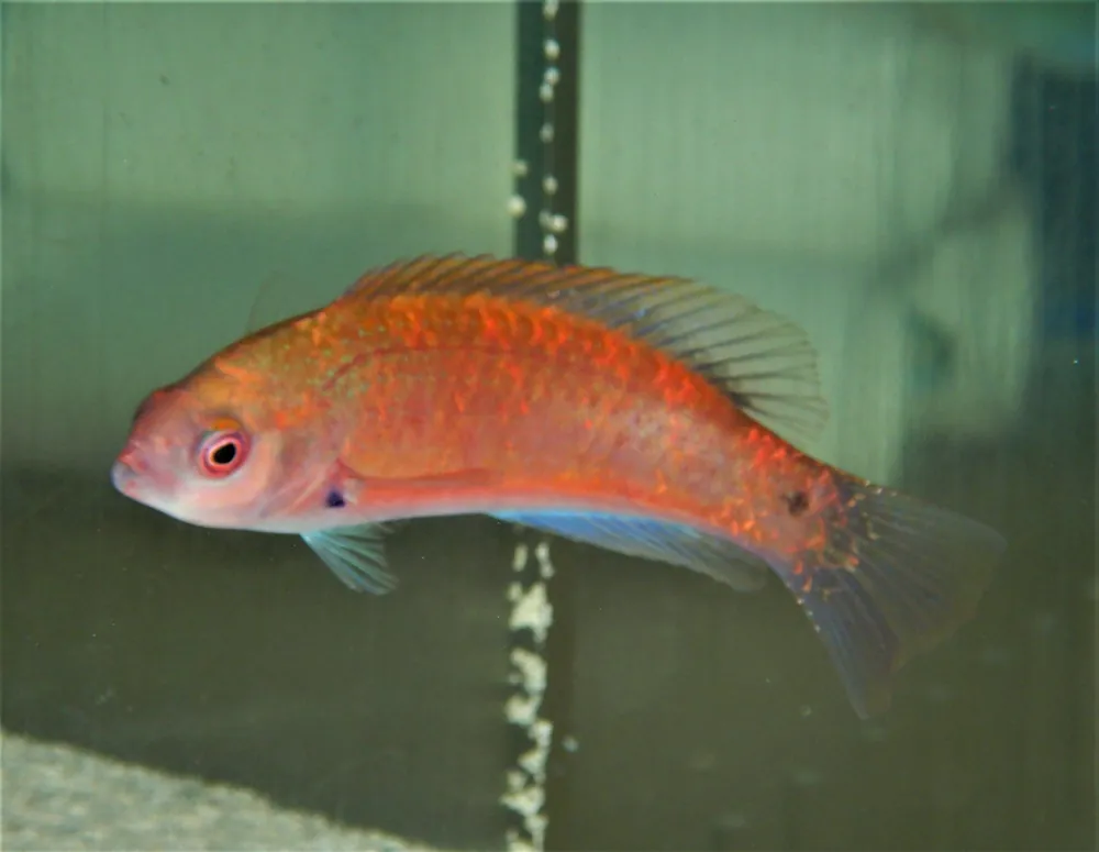 Purple Velvet Wrasse; Female; Marshall Island. - Cirrhilabrus luteovittatus