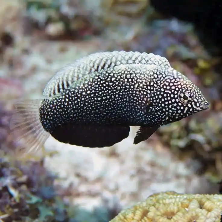 Black Leopard Wrasse - Macropharyngodon negrosensi