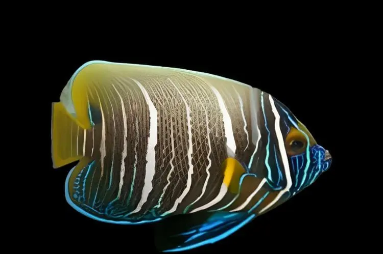 Blueface Angelfish Juvenile Pomacanthus xanthometopon