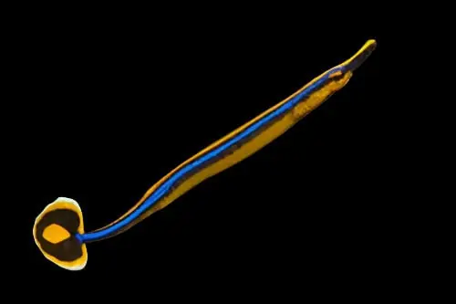 Bluestripe Pipefish – Doryrhamphus excisus