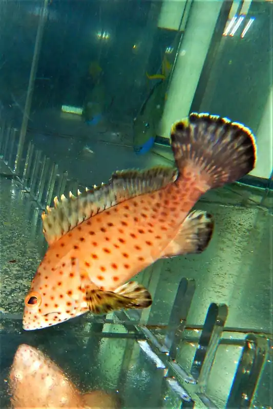 Assorted Grouper Cephalopholis sp. - Fish