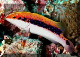 Louti Skunk Grouper Variola louti - Fish