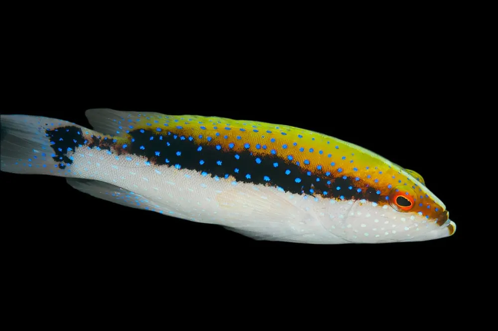 Fiji Louti Skunk Grouper Variola louti - Fish