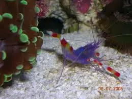 Blue Coral Banded Shrimp – Stenopus tenuirostris - Invertebrates
