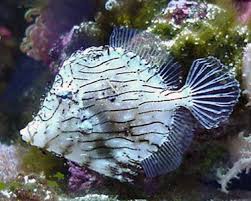 Tassle Filefish Chaetoderma pencilligera