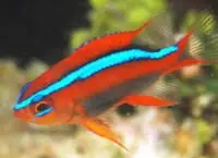 Red Honey Damselfish Neoglyphidodon crossi