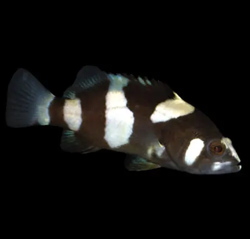 Captive-Bred Lanceolatus Bumblebee Grouper Epinephelus lanceolatus