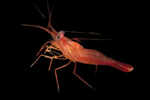 Peppermint Shrimp; Atl. – Lysmata wurdemanni - Invertebrates