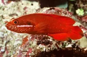 Hawaiian Red Soapfish Suttonia lineata