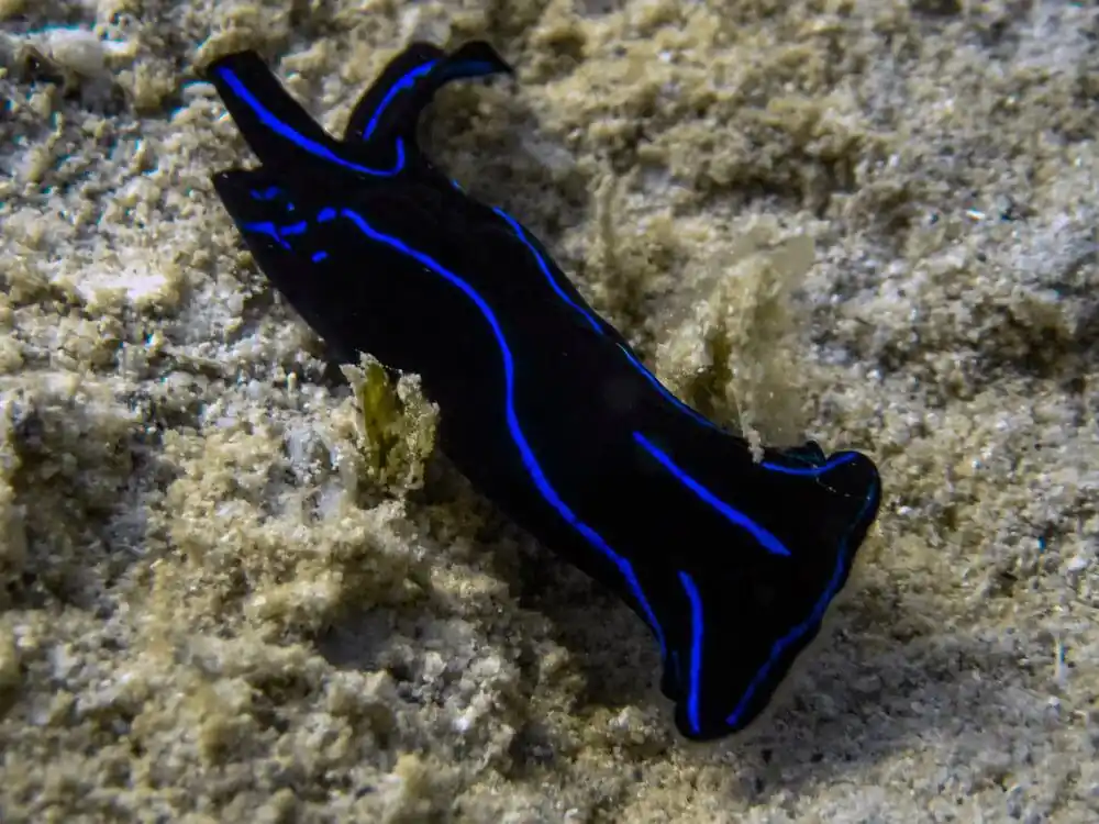 Velvet Sea Slug – Chelidonura varians - Invertebrates