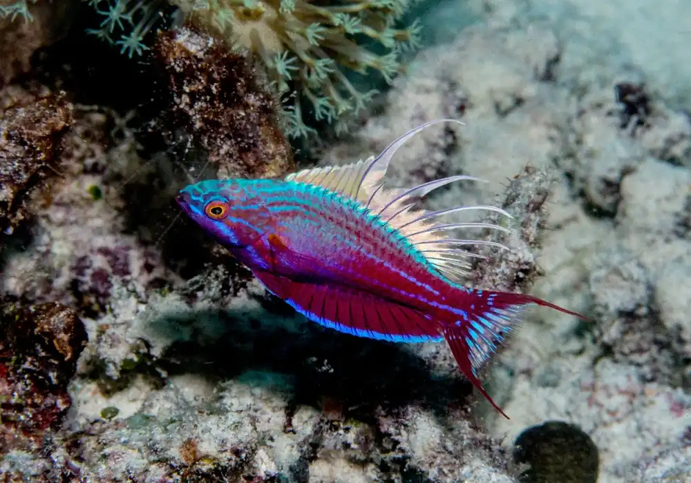 Blue Flasher Wrasse – Paracheilinus cyaneus - Fish