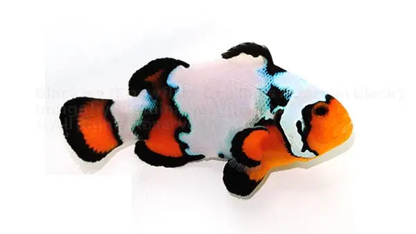 Black Ice Ocellaris Clownfish Captive-Bred