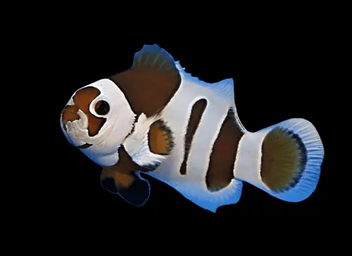 Mocha Storm Ocellaris Clownfish Captive Bred Amphiprion ocellaris