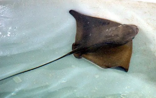 Bat Stingray – Myliobatsis californica - Fish