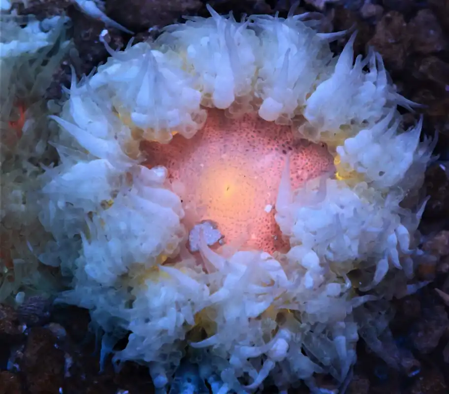 Flower Anemone; Red/Orange; Caribbean – Epicystis crucifer - Invertebrates