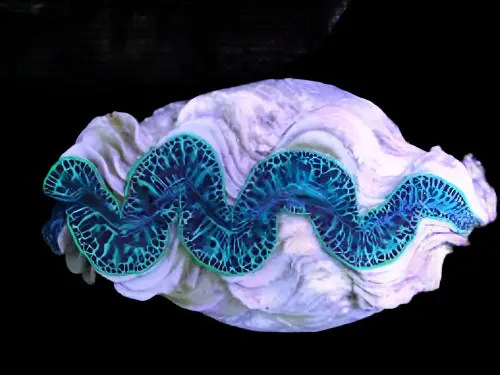 Maxima Clam; Ultra Grade – Tridacna maxima - Invertebrates