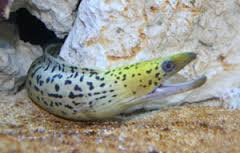 Yellow Head Moray Eel – Gymnothorax fimbriatus - Fish