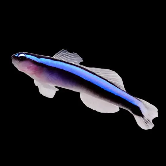 Tank Raised Bluestripe Neon Goby Gobiosoma oceanops - Fish