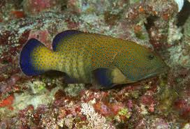 Argus Grouper Cephalopholis argus - Fish