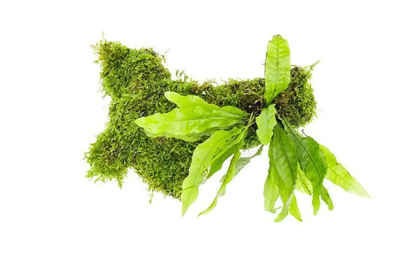Java Moss on Pterocarpus Wood - Maintenance & Accessories