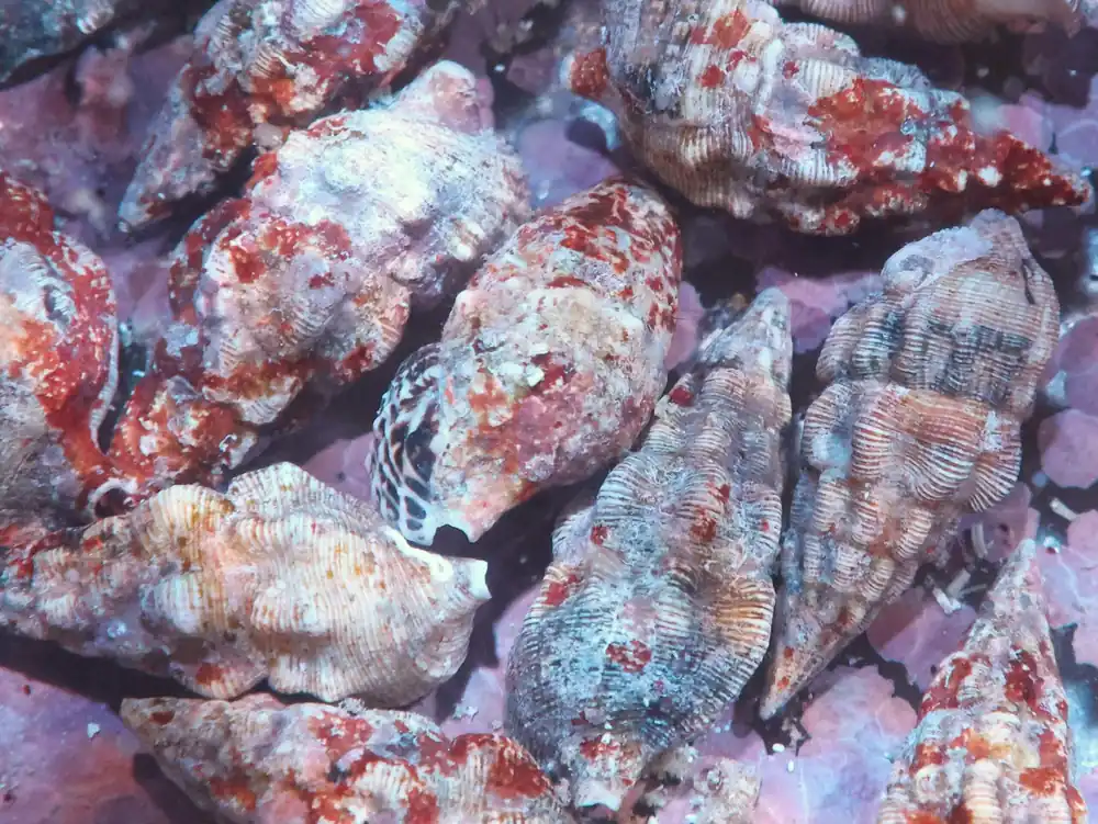 Cerith Snail: Coralline; Atl. - Cerith sp.
