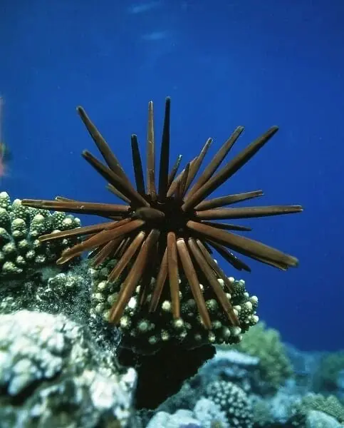 Slate Urchin – Heterocentrotus mammilatus - Invertebrates