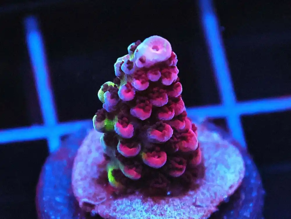 Purple Planet Acropora; Cultured - Acropora sp