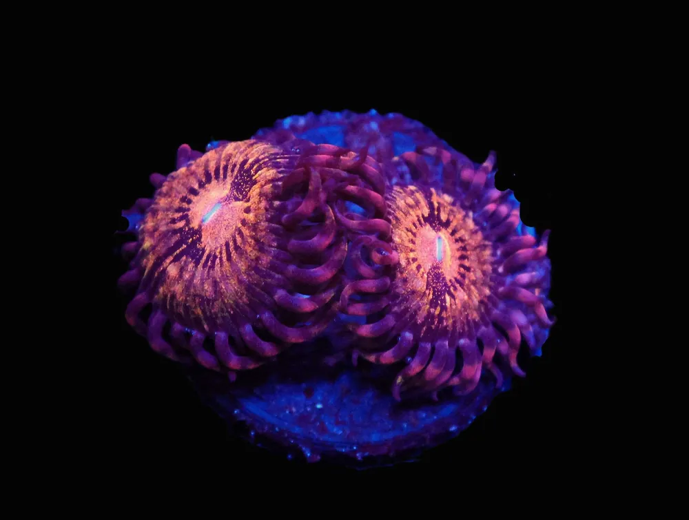 Pandora Zoa; Cultured - Zoanthid sp