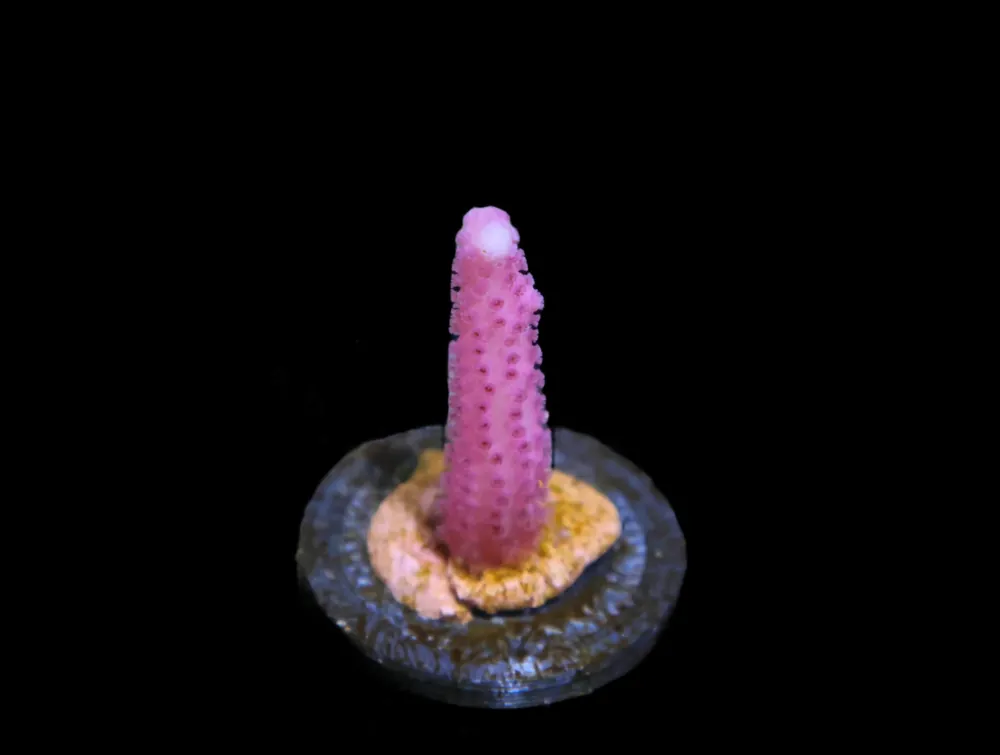 Pinkalicious Seriatopora; Cultured - Seriatopora sp